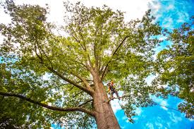 Best Tree Risk Assessment  in Topton, PA