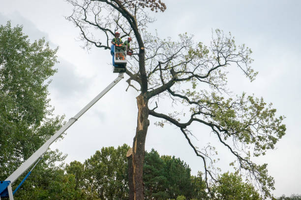 Best Tree and Shrub Care  in Topton, PA