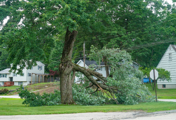 Best Stump Grinding and Removal  in Topton, PA