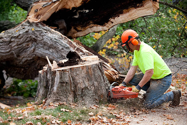 How Our Tree Care Process Works  in  Topton, PA